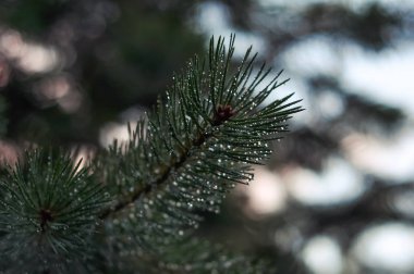 Çamın dalları ve dewdrops yağmur sonra iğne