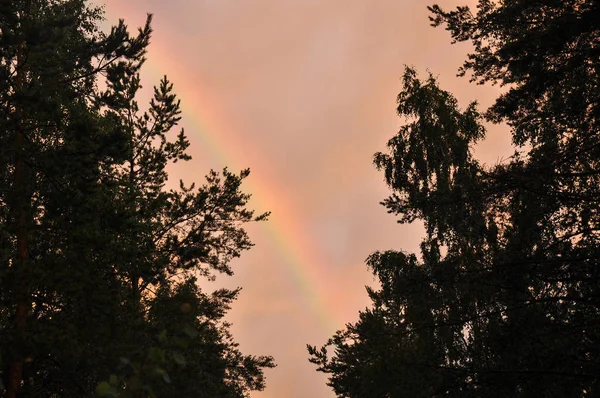 Arco iris en el cielo rosado y abedules después de la luz solar de lluvia —  Fotos de Stock