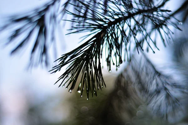 소나무 가지와 비 후 dewdrops 바늘 — 스톡 사진