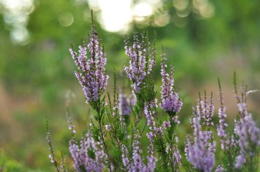 Çiçeklenme heather bitki çiçek ormandaki yeşil yeşillik zemin üzerine ateş yukarıya kapatmak