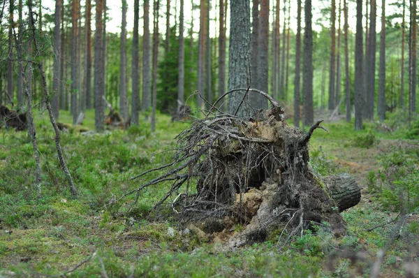 Tronco de árvore velho podre em um dossel de floresta de pinheiros — Fotografia de Stock