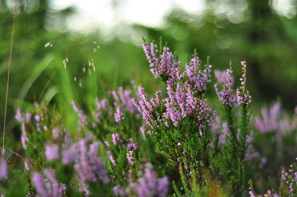 Blühende Heidekrautpflanze Blumen im Wald Nahaufnahme Schuss auf grünem Laub Hintergrund — Stockfoto