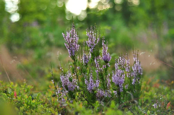 Çiçeklenme heather bitki çiçek ormandaki yeşil yeşillik zemin üzerine ateş yukarıya kapatmak