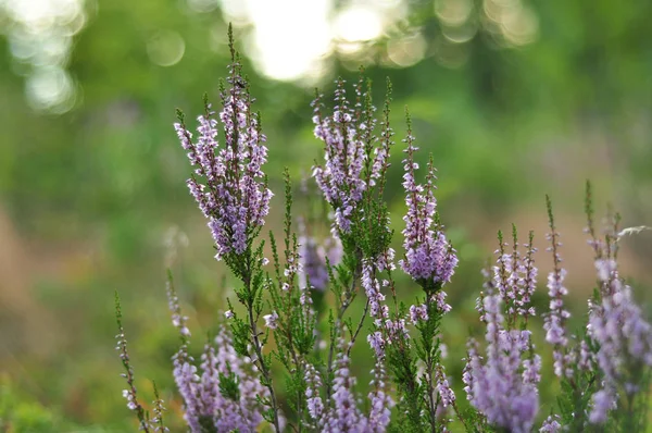 Çiçeklenme heather bitki çiçek ormandaki yeşil yeşillik zemin üzerine ateş yukarıya kapatmak