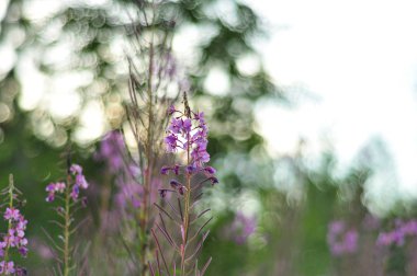 Ivan çay veya alanında çiçek açan Sally pembe. Söğüt-herb yumuşak arka plan. Doğa manzara.