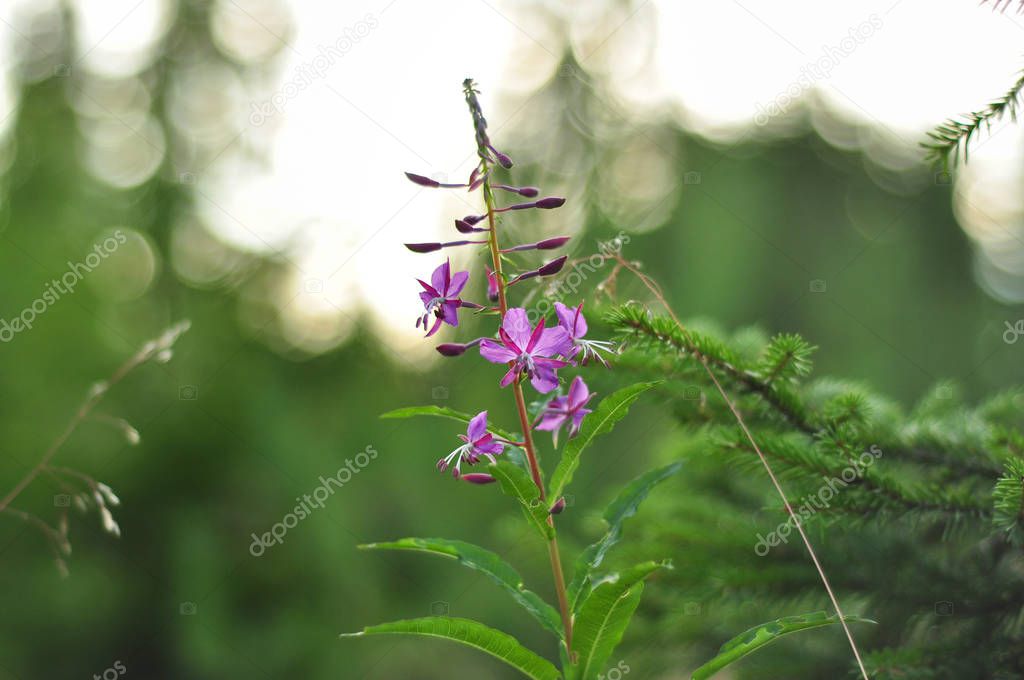 Pink Ivan Tea or blooming Sally in the field. Willow-herb at soft background. Nature landscape.