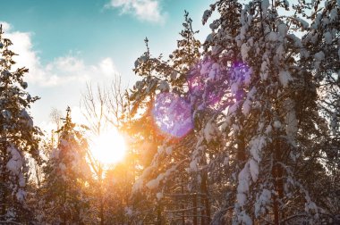 Bir kış ormanda günbatımı. Çam ve köknar ağaçları içinde parlayan güneş ışınları