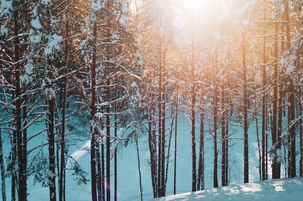 Zachód Słońca Zimowym Lesie Promienie Słońca Padające Drzewa Sosnowe Jodłowe — Zdjęcie stockowe