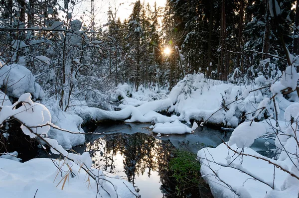 Creek Nella Foresta Invernale Innevata Tramonto — Foto Stock