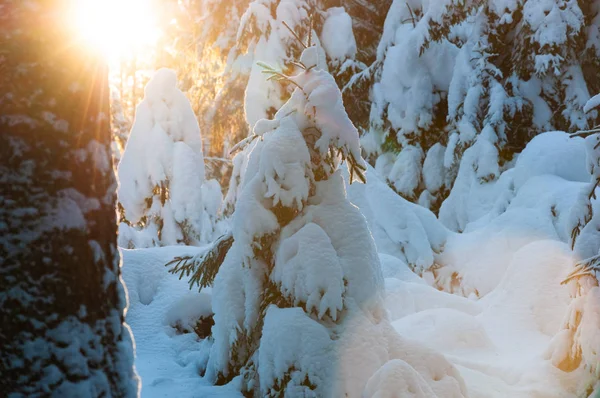 Nieve Cubrió Abetos Jóvenes Iluminados Por Luz Del Sol Puesta — Foto de Stock