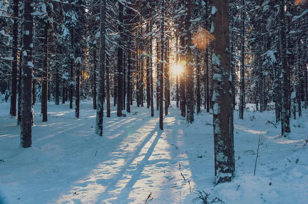 Захід Сонця Зимовий Ліс Сонячних Променів Блищаче Сосни Ялин Дерев — стокове фото