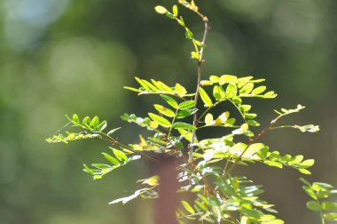 Akasya yaprakları ve dalları yaz güneşiyle.