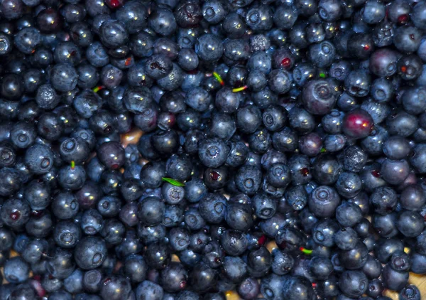 Fresh Blueberry Background Lot Berries Macro Photo — Stock Photo, Image