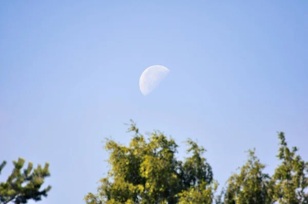 Moon in day time above the forest trees top against a clear blue sky.