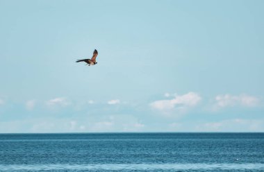 Suyun üstünde yükselen ve balık için avcılık Şahin.