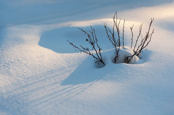 Buisson Sec Hiver Coucher Soleil Lumière Soleil Ombres Sur Neige — Photo