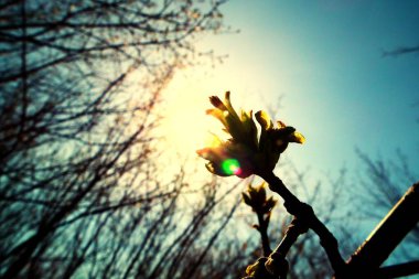 Bahar ot ve ağaç dalları güneş karşı. Sanatsal renk