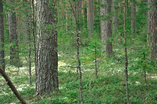 Spar en dennenbos, gras en mos Covered Forest luifel — Stockfoto