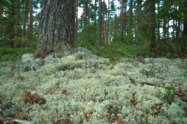 トナカイ moss マツおよびトウヒの森の中。ビューを閉じます。自然の背景 — ストック写真