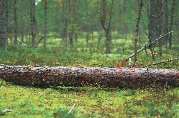 Gevallen naaldboom in het forest. Mos bedekt kronendak. Natuur landschap-achtergrond — Stockfoto