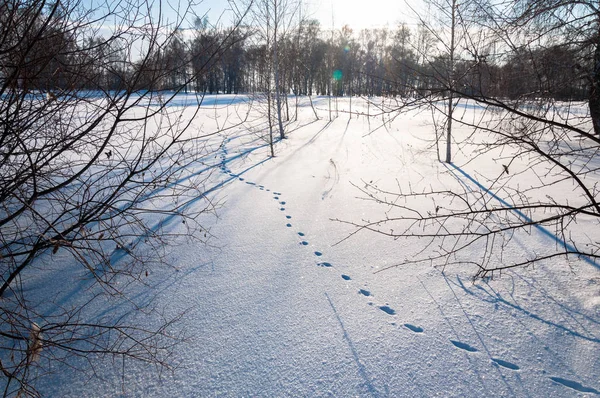 Hare foot traces in the snow, Rabbit tracks and winter field landscape — Stock Image Hare foot traces in the snow, Rabbit tracks and winter field landscape Royalty Free Stock Images