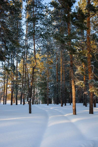 Снігова покрита дорога в зимовому сосновому лісовому пейзажі — стокове фото