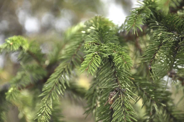 아름 다운 스프루 스 트리 바늘과 부드러운 bokeh 배경에서 나뭇가지. — 스톡 사진
