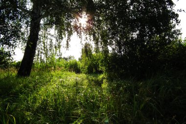 Huş ağacı ve yeşil çim sabaha yaktı güneş ışınları. Yaz orman manzara