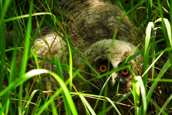 Búho joven con ojos anaranjados se sienta y se esconde en la hierba verde —  Fotos de Stock