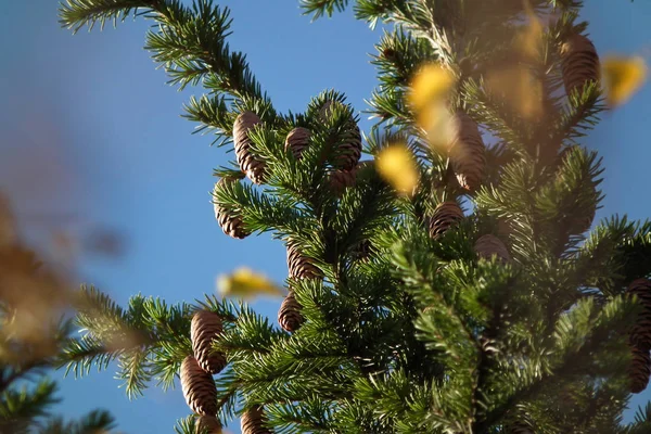 푸른 하늘 배경,가 문 비 나무의 가지에 갈색 콘 — 스톡 사진