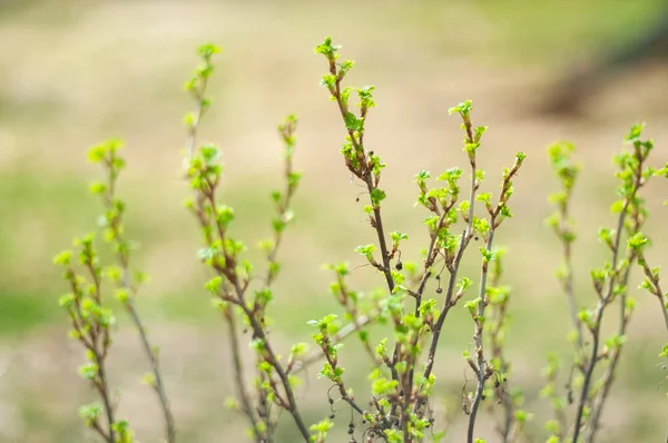 Branches with small leaves of gooseberry in spring . — Stock Photo, Image