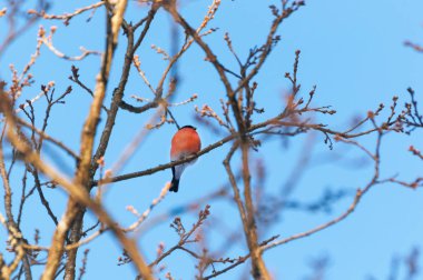 Ortak Bullfinch kuş dalları üzerinde oturmak