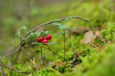 Ormanda yabani lingonberry ve reindeer yosunu. Doğada kırmızı böğürtlen
