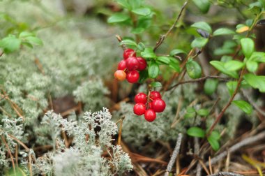 Ormanda yabani lingonberry ve reindeer yosunu. Doğada kırmızı böğürtlen