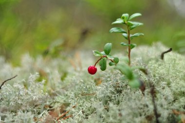 Ormanda yabani lingonberry ve reindeer yosunu. Doğada kırmızı böğürtlen