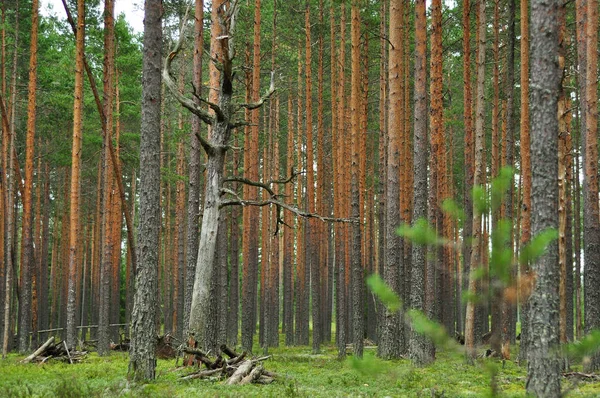 Droge dode boom met takken omgeven door dennenbossen — Stockfoto