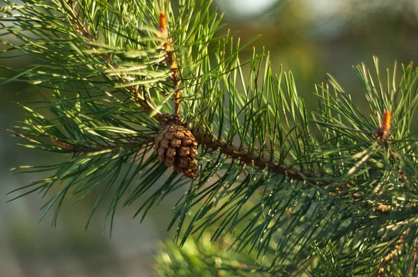 松コーンと緑の針の枝 — ストック写真