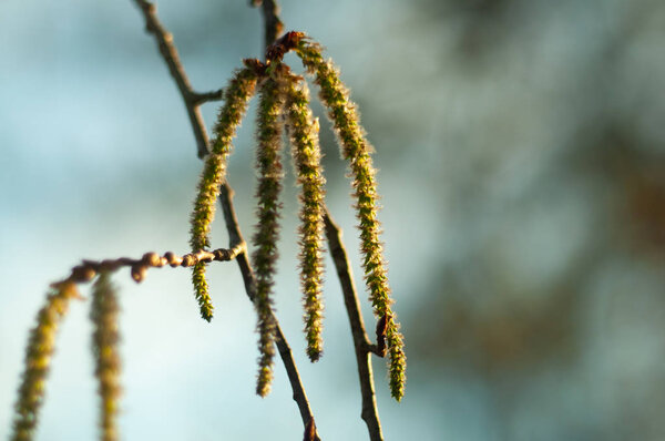 Aspen catkins on branch with bokeh background macro