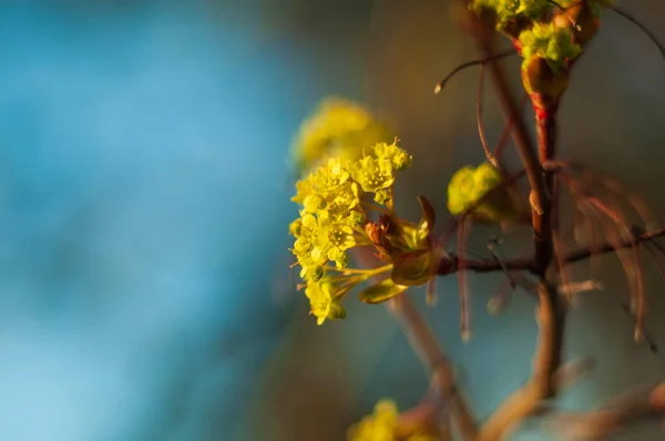 Kwitnące żółte kwiaty drzew klonu wiosną. — Zdjęcie stockowe