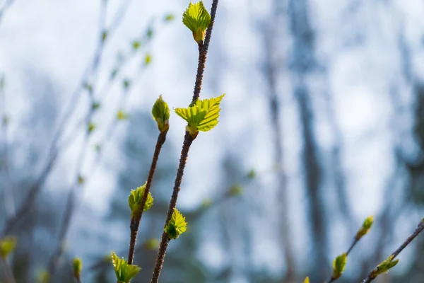 Blossoming buds and green young leaves at background of spring forest — Stock Photo, Image