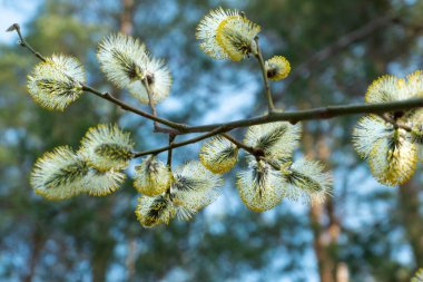 Keçi söğüt kedicikler, aka Kukum veya büyük tozla.