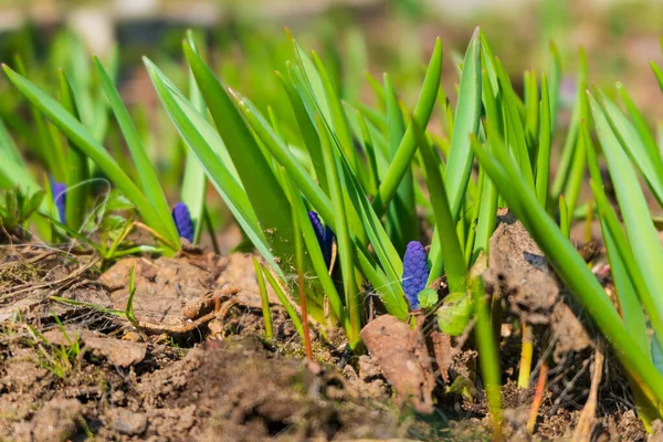 Yeşil bahçede genç muscari çiçekleri
