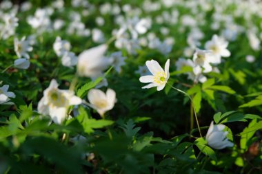 İlkbahar beyaz çiçekleri - ahşap şakayık, yel çiçeği
