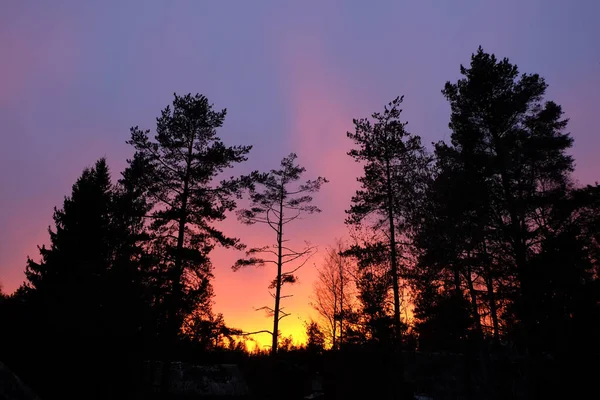 ピンクの雲と木々 のシルエット上の日没. — ストック写真