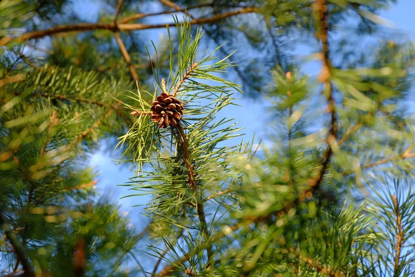 松の実と枝に青い空の背景に緑の針 — ストック写真