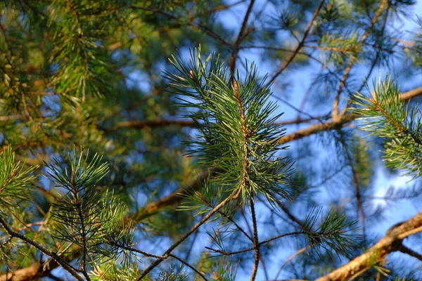 Sosna Gałęzie z zielonymi igłami na tle błękitnego nieba — Zdjęcie stockowe