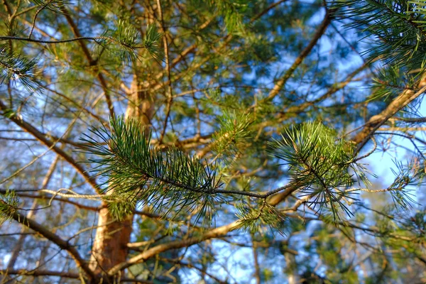 Ramas de pino con agujas verdes sobre fondo azul del cielo — Foto de Stock