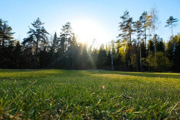 Close-up Natuurlijk groen grasveld tegen de zon en het bos — Stockfoto