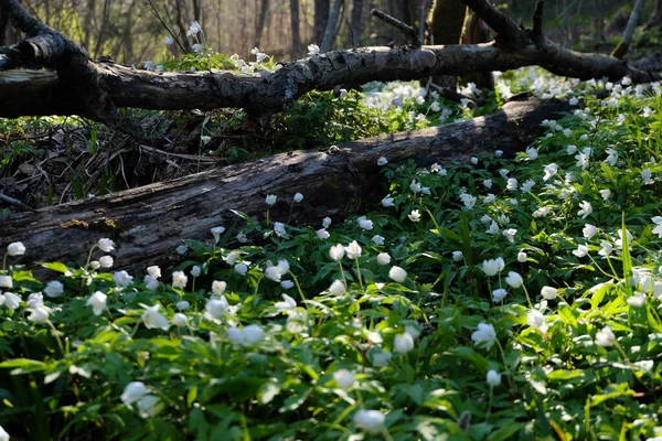 Primavera flores brancas selvagens - anêmona de madeira, girassol — Fotografia de Stock