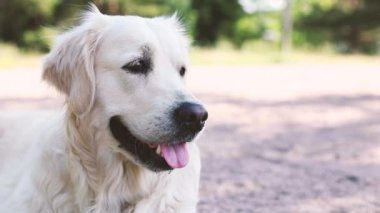 Golden retriever köpeği dinleniyor ve nefes alıyor.